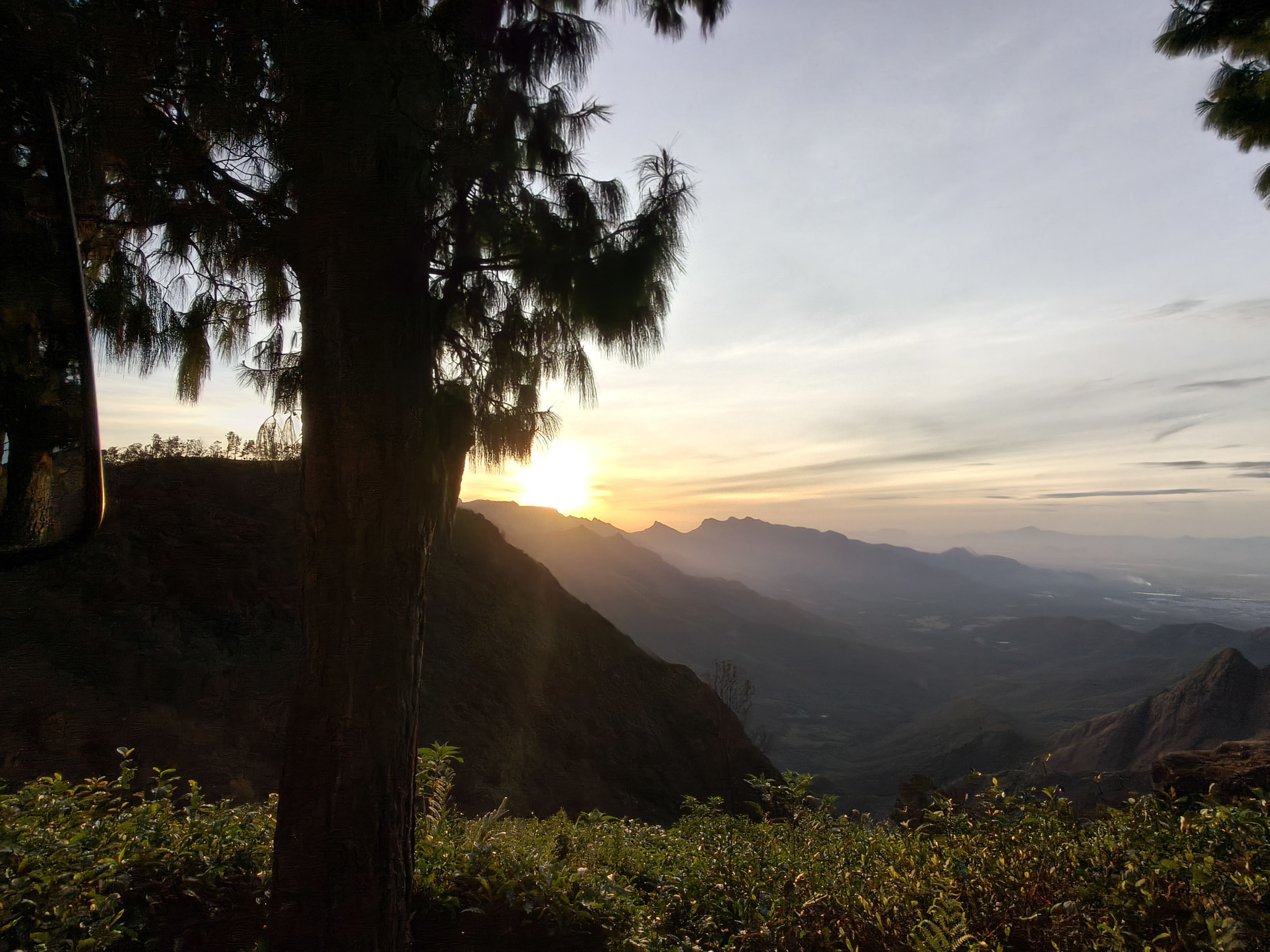 Kolukkumalai sunrise view with tree silhouette and layered mountain ranges
